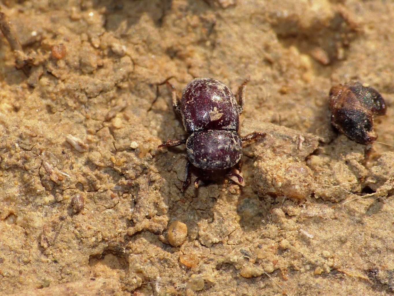 Thorictus grandicollis (Dermestidae)